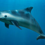 Siete trabajos del japonés Riken Yamamoto, Premio Pritzker 2024