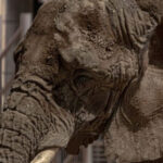 Cowboys, Lions y 49ers, a la caza de Eagles en la cima de la NFC